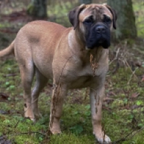 Bullmastiff puppy for sale