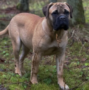 Bullmastiff puppy for sale