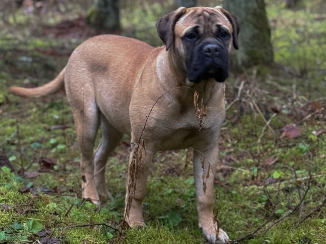 Bullmastiff Welpe kaufen