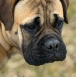 Bullmastiff Welpe kaufen