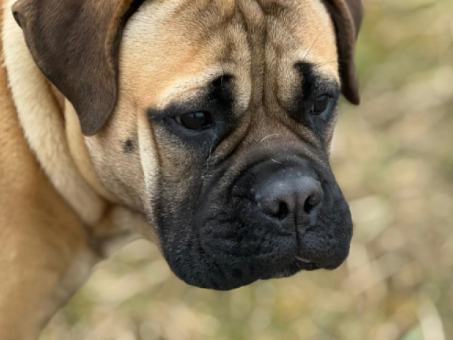 Bullmastiff Welpe kaufen
