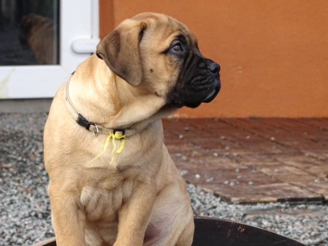 Bullmastiff Welpe zu verkaufen