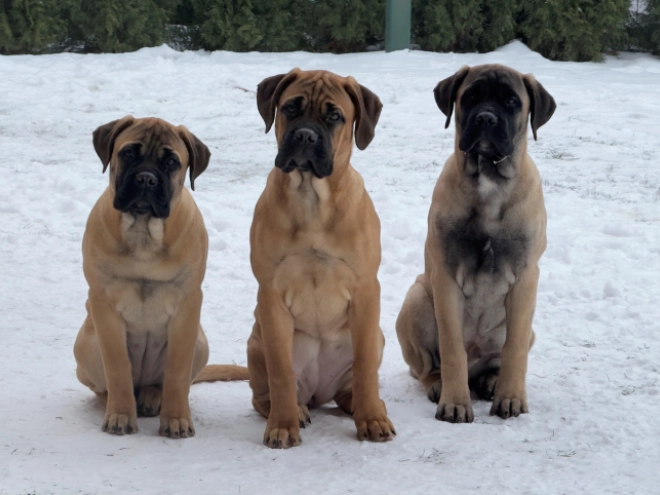 Bullmastiff Welpe zu verkaufen