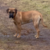 Bullmastiff puppy for sale