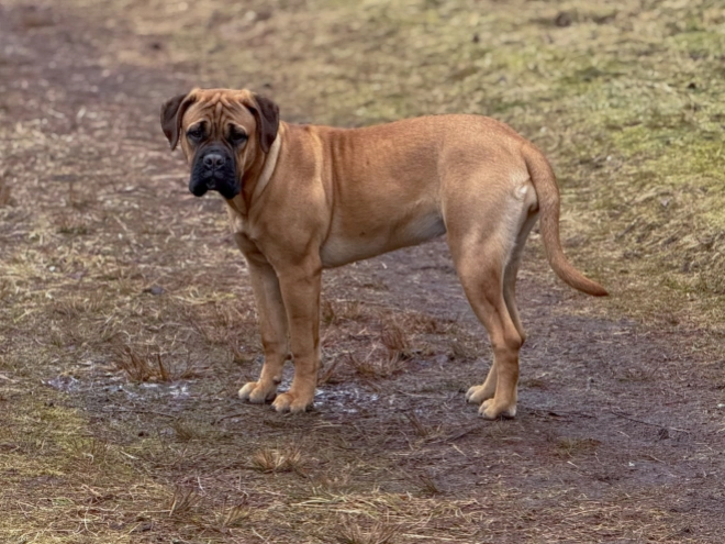 Bullmastiff Welpe zu verkaufen