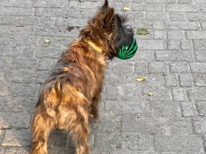 Perros Terrier Cairn en venta
