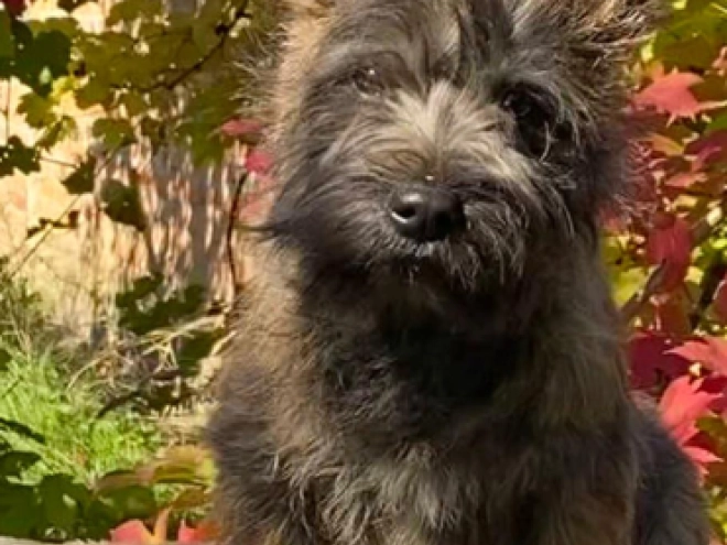 Perros Terrier Cairn en venta