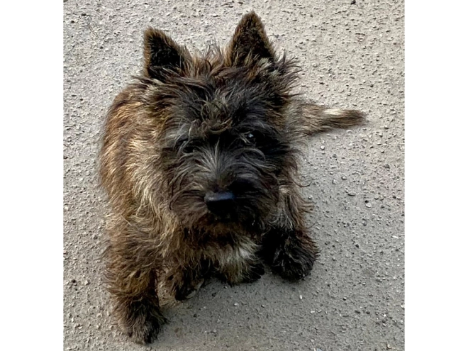 Perros Terrier Cairn en venta