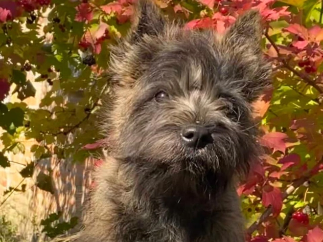 Perros Terrier Cairn en venta