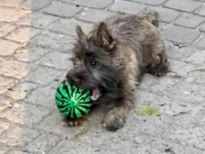 Perros Terrier Cairn en venta