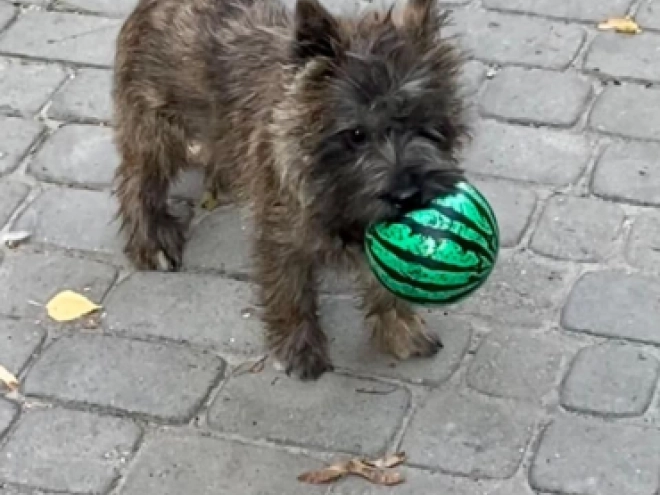Perros Terrier Cairn en venta