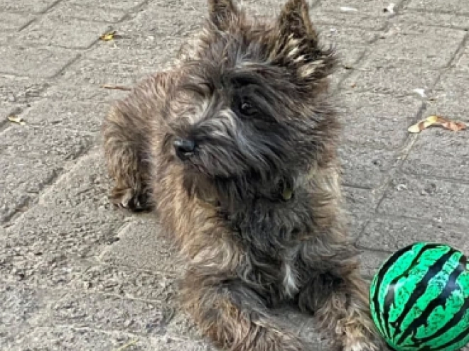 Perros Terrier Cairn en venta