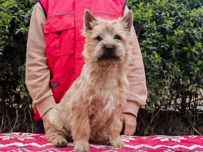 Cairn-Terrier Welpe kaufen
