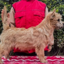 Fantomas, red Cairn Terrier for sale