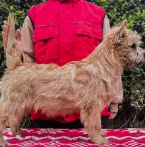 Cairn-Terrier Welpe kaufen