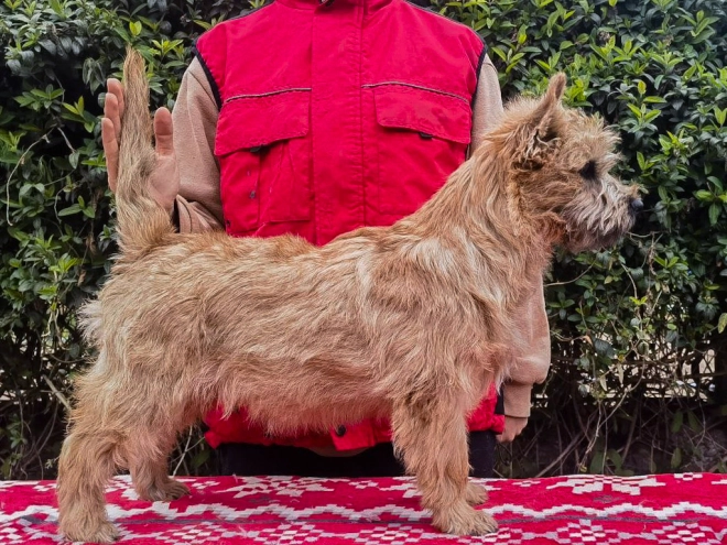 Cairn-Terrier Welpe kaufen