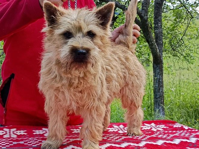 Perros Terrier Cairn en venta