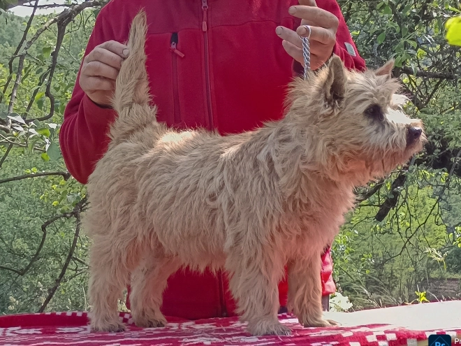 Perros Terrier Cairn en venta