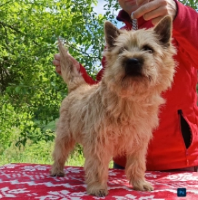 Cairn-Terrier Welpe kaufen