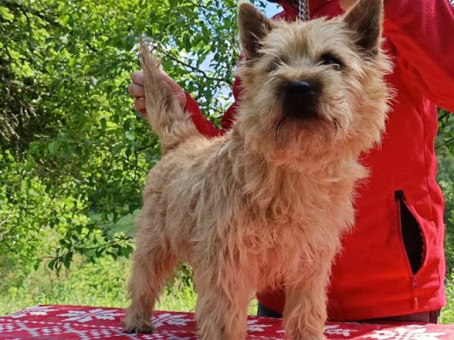 Perros Terrier Cairn en venta