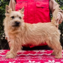 Credo, red Cairn Terrier for sale
