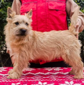 Cairn-Terrier Welpe kaufen