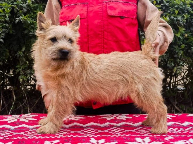 Cairn-Terrier Welpe kaufen