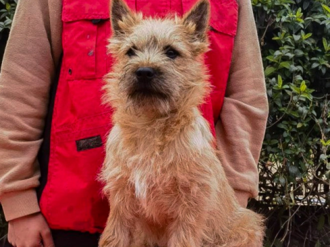Cairn-Terrier Welpe kaufen