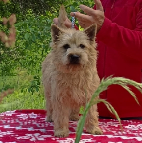Cairn-Terrier Welpe kaufen