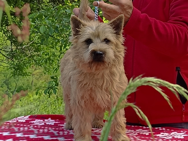 Cairn Terrier puppy for sale