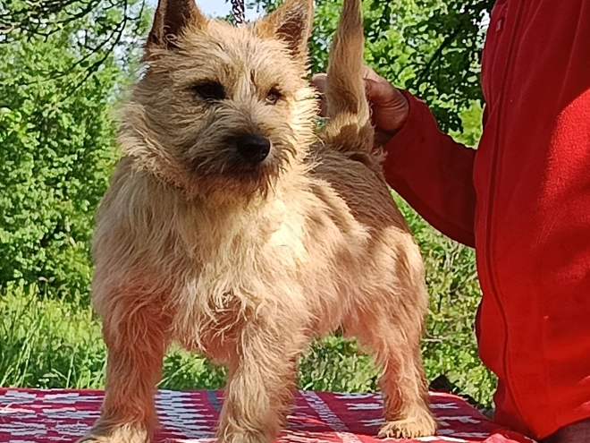 Cairn Terrier puppy for sale