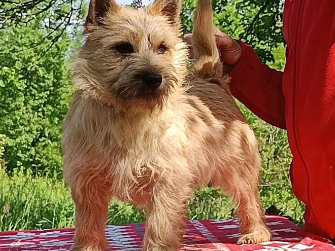 Cairn Terrier puppy for sale