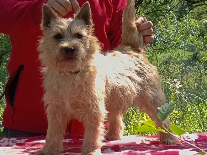 Cairn Terrier puppy for sale