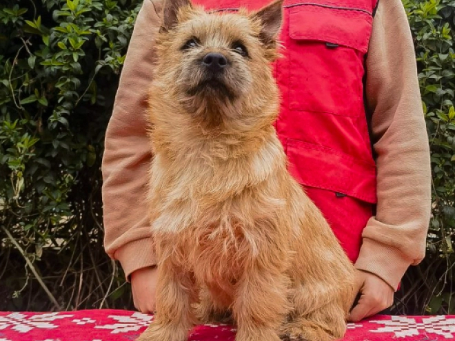 Cairn-Terrier Welpe kaufen