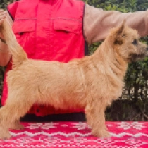 Houdini, red Cairn Terrier for sale