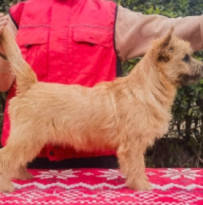 Cairn-Terrier Welpe kaufen