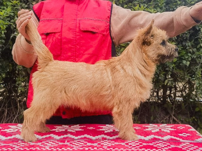 Cairn-Terrier Welpe kaufen