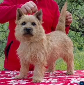 Cairn-Terrier Welpe kaufen