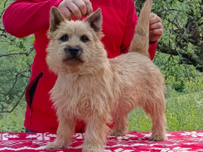 Cairn Terrier puppy for sale