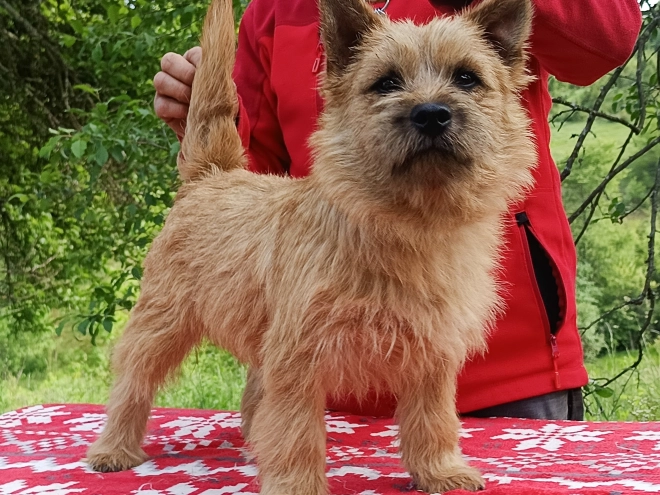 Cairn Terrier puppy for sale