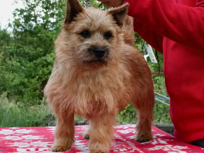 Cairn Terrier puppy for sale