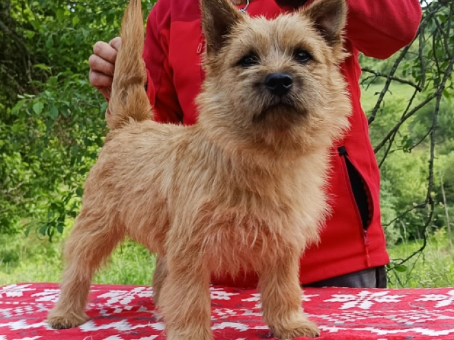 Cairn Terrier puppy for sale