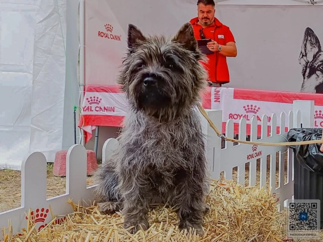 Cairn-Terrier Welpe kaufen