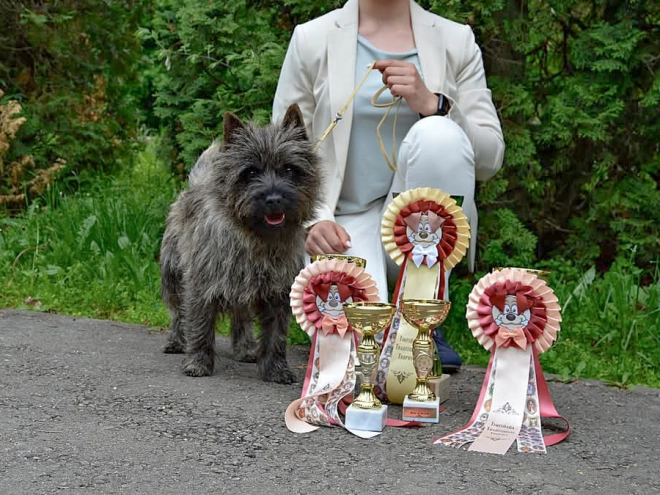 Cairn-Terrier Welpe kaufen