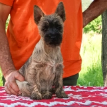 Gilia, brindle Cairn Terrier for sale