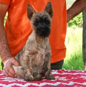 Perros Terrier Cairn en venta
