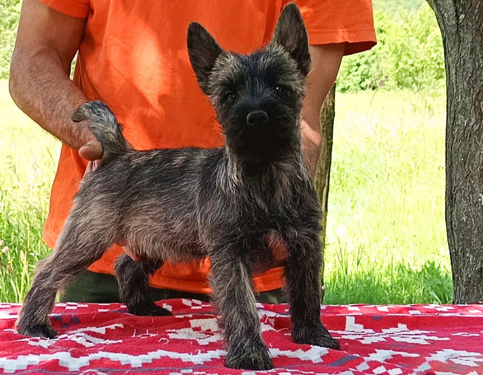 Giny Cairn Terrier Puppy for sale EuroPuppy
