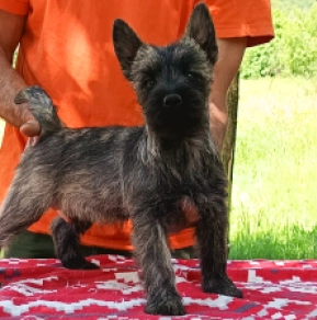 Perros Terrier Cairn en venta