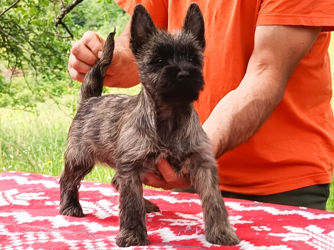 Cairn-Terrier Welpe kaufen
