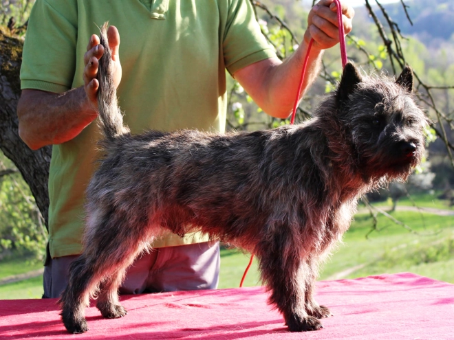 Cairn-Terrier Welpe kaufen